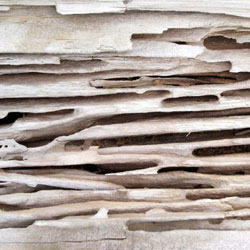 wood damage carpenter ant repair damaged floor sagging support basement