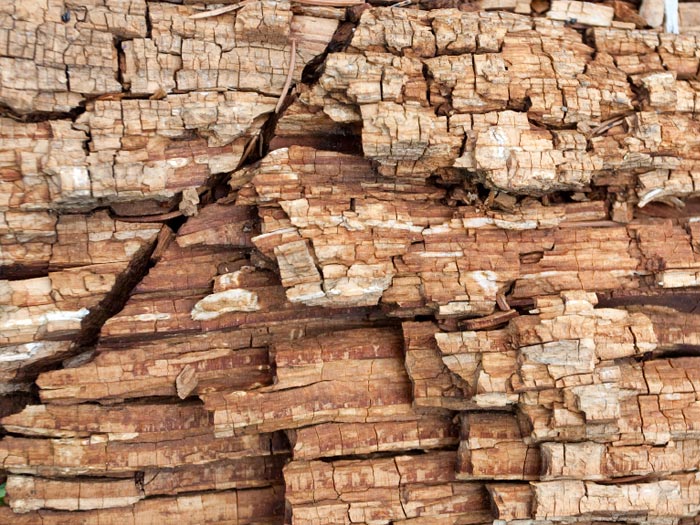 What Type Of Damage Does My Wood Have?