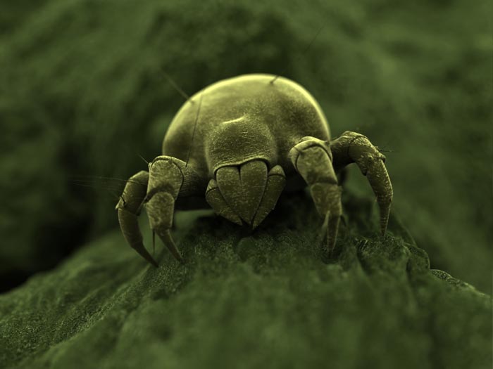 Dust Mites And Your Health