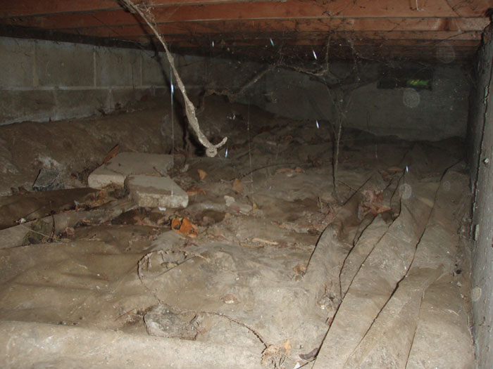 crawl space clean crawlspace webs spider each enlarge floors dirt
