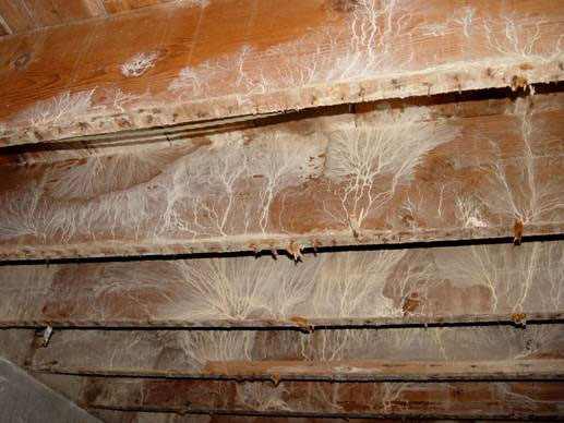 mold basement floor joists carpet wood fungus joist growing moldy vidalondon removal structural dangerous problems