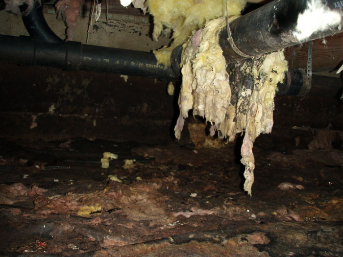remove dead animal smell crawl space