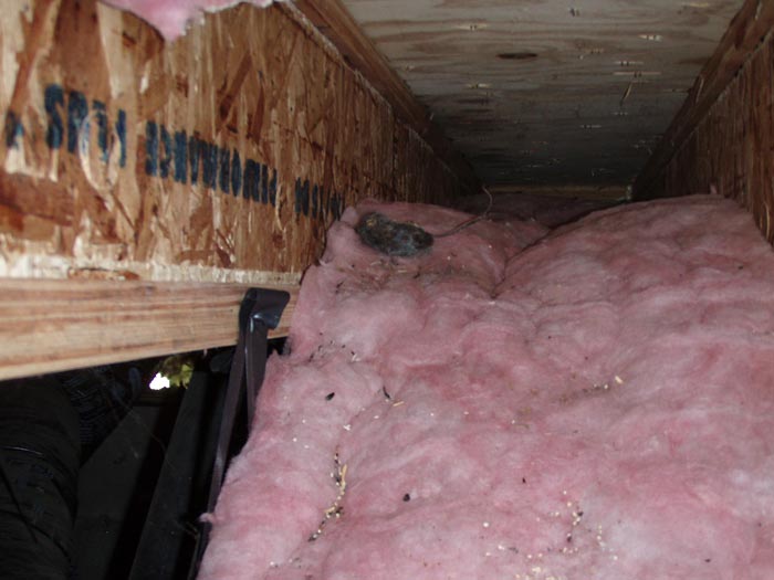 dead animal rot in your crawl space