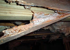 rot dry wood damage repair crawl space repairing damaged floor joist basement rotting mold services basementsystems