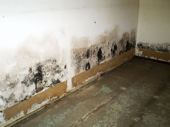 Drywall Damage Wet Drywall Mold Fixing Water Mold