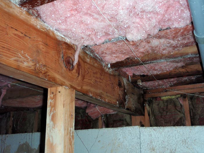 What Does Mold Smell Like >> Eliminating Musty Smells In Crawl Spaces What Does Mold Smell Like >> Eliminating Musty Smells In Crawl Spaces